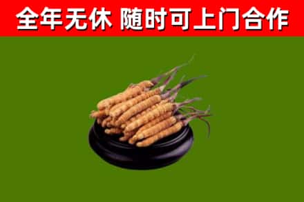 铜鼓县回收冬虫夏草